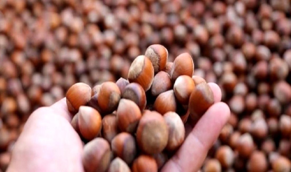 Fındık satış verileri ve bölge bazlı dağılım analizleri ile piyasayı