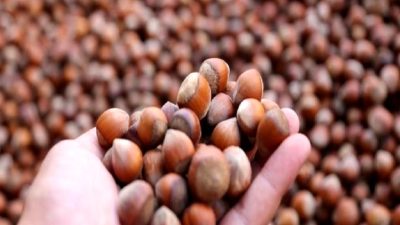 Fındık satış verileri ve bölge bazlı dağılım analizleri ile piyasayı