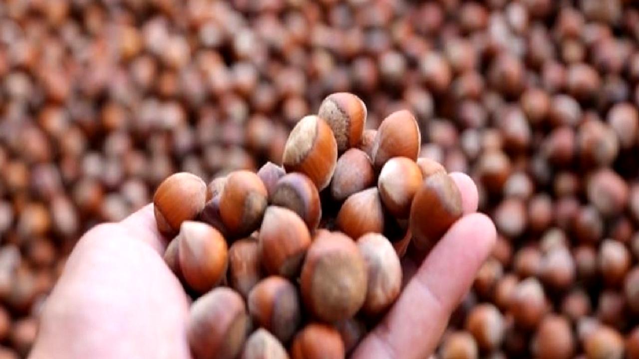 Fındık satış verileri ve bölge bazlı dağılım analizleri ile piyasayı