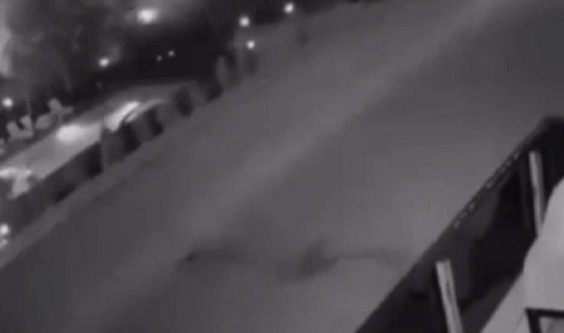 Havai fişek atıp yangın çıkaran 2 kişi, 100’er adet ağaç dikecek Havai fişek atarak yangın çıkaran 2 kişi, ceza olarak her