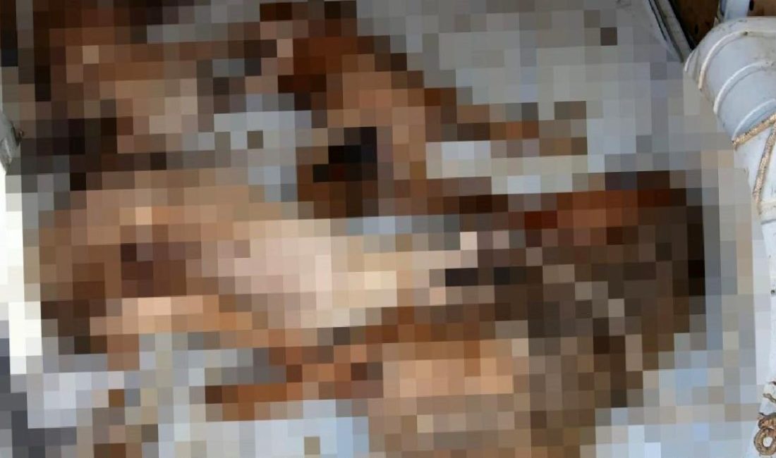 Hayvan taşımacılığında yaşanan trajedileri keşfedin: İhmal, acı ve reform ihtiyacıyla