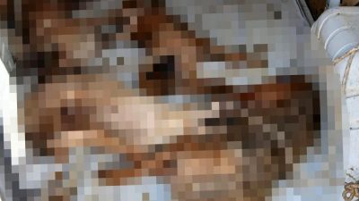 Hayvan taşımacılığında yaşanan trajedileri keşfedin: İhmal, acı ve reform ihtiyacıyla