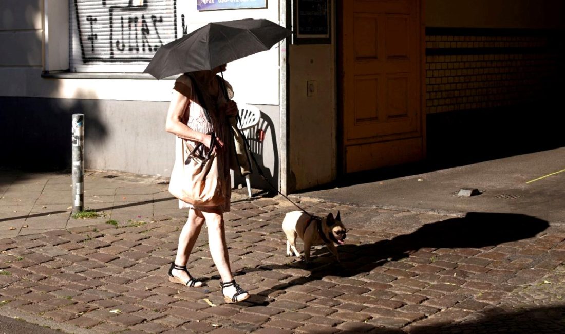 İngiltere’de Sıcak Hava Dalgası ve Evcil Hayvanlar İçin Alınacak Önlemler İngiltere'de sıcak hava dalgası sırasında evcil hayvanlarınızı korumak için alınacak