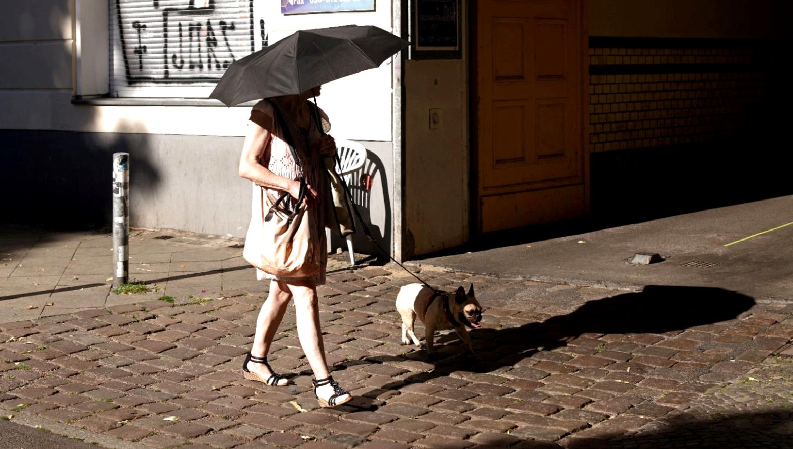 İngiltere'de sıcak hava dalgası sırasında evcil hayvanlarınızı korumak için alınacak