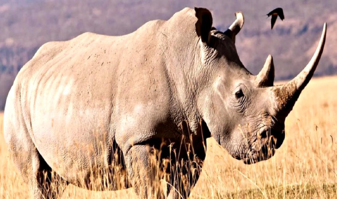 İnsanlık tarihini derinlemesine inceleyen antik gergedan dişi fosili ve protein