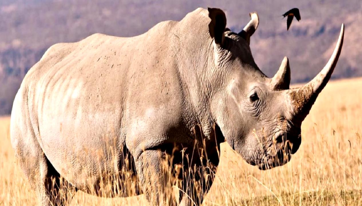 İnsanlık tarihini derinlemesine inceleyen antik gergedan dişi fosili ve protein