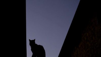 Kayıp Kedi Karışıklığı: Bir kedinin kayboluşu etrafında gelişen komik ve