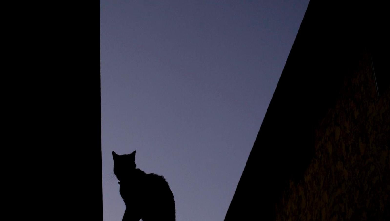 Kayıp Kedi Karışıklığı: Bir kedinin kayboluşu etrafında gelişen komik ve