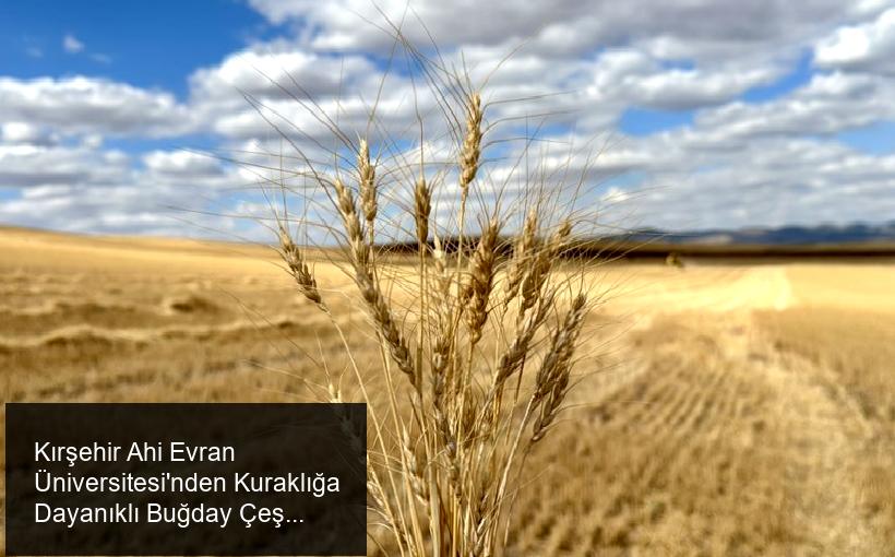 Kırşehir Ahi Evran Üniversitesi'nden Kuraklığa Dayanıklı Buğday Çeşidiyle İlgili Önemli Araştırma