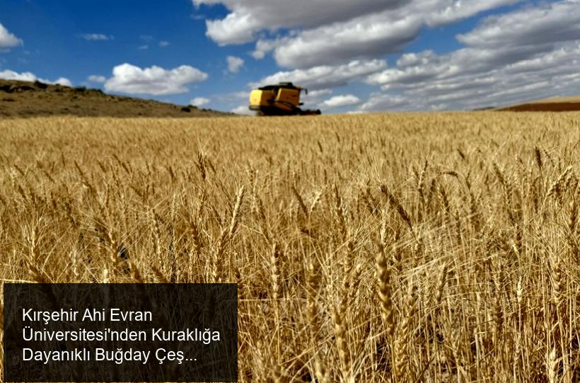 Kırşehir Ahi Evran Üniversitesi'nden Kuraklığa Dayanıklı Buğday Çeşidiyle İlgili Önemli Araştırma