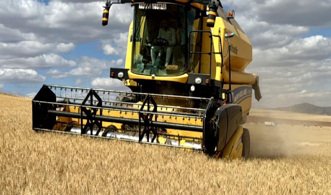 Kırşehir Ahi Evran Üniversitesi’nden Kuraklığa Dayanıklı Buğday Çeşidiyle İlgili Önemli Araştırma Kırşehir Ahi Evran Üniversitesi'nden kuraklığa dayanıklı buğday çeşidiyle ilgili önemli