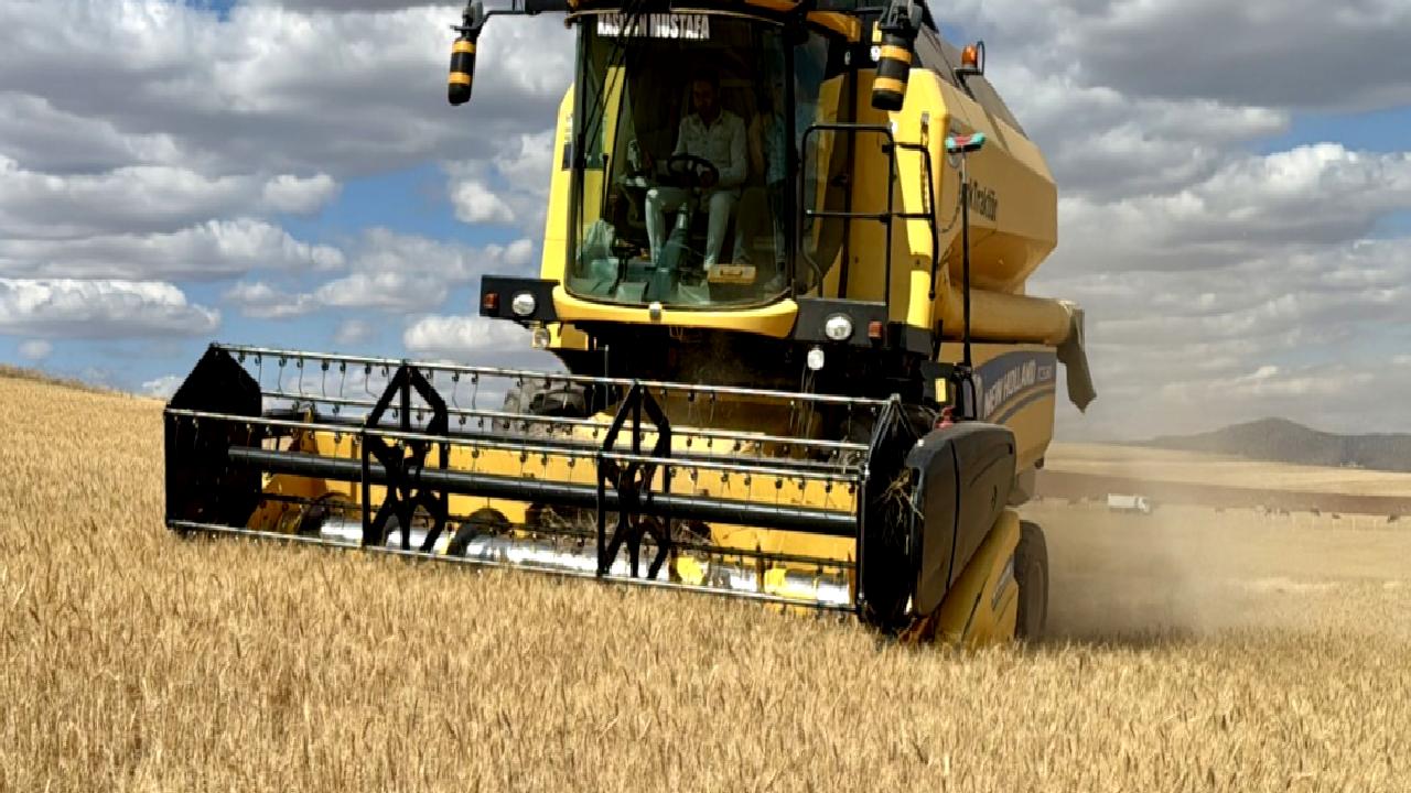 Kırşehir Ahi Evran Üniversitesi'nden kuraklığa dayanıklı buğday çeşidiyle ilgili önemli