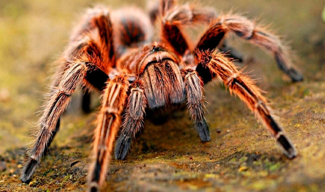 Köln-Bonn Havalimanı'nda gerçekleştirilen yasa dışı zehirli örümcek operasyonunun detayları ve