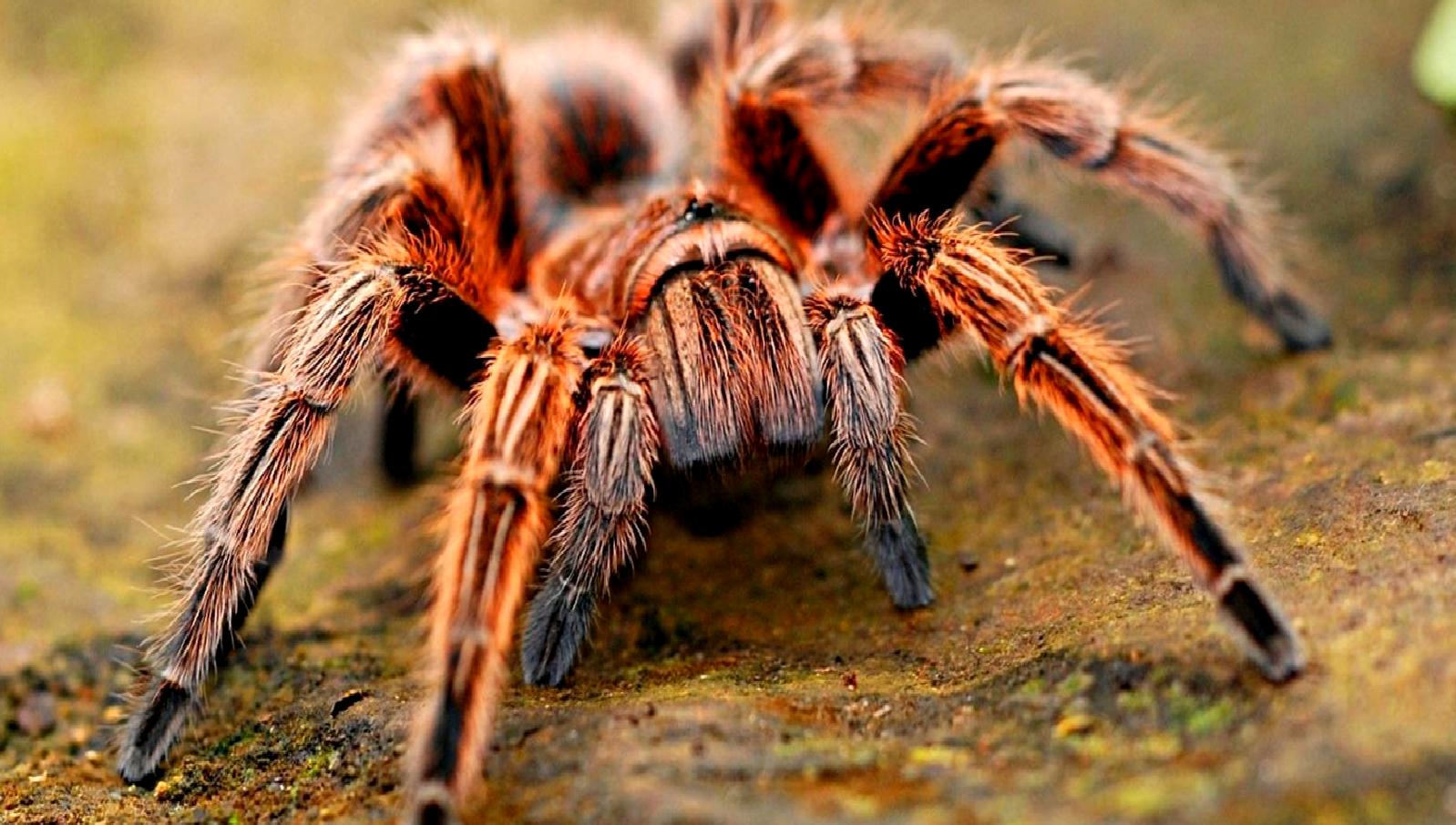 Köln-Bonn Havalimanı'nda gerçekleştirilen yasa dışı zehirli örümcek operasyonunun detayları ve