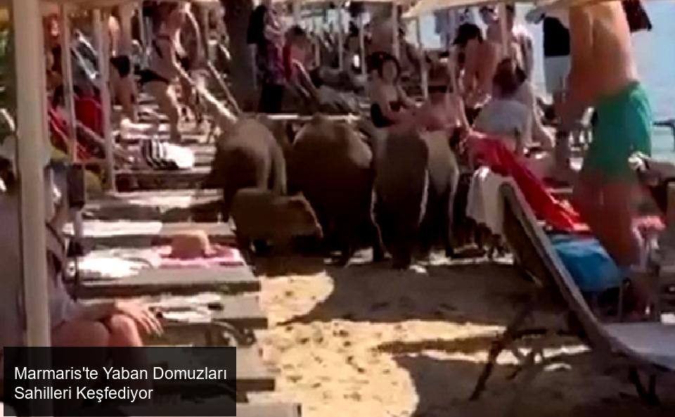 Marmaris'te Yeni Bir Görüntü: Sahilleri Dolaşan Yaban Domuzları