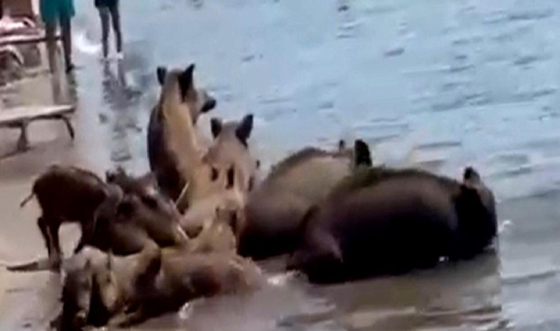 Marmaris sahillerinde yaban domuzları dolaşıyor! Doğa ile insan etkileşimini keşfedin