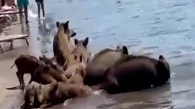 Marmaris sahillerinde yaban domuzları dolaşıyor! Doğa ile insan etkileşimini keşfedin