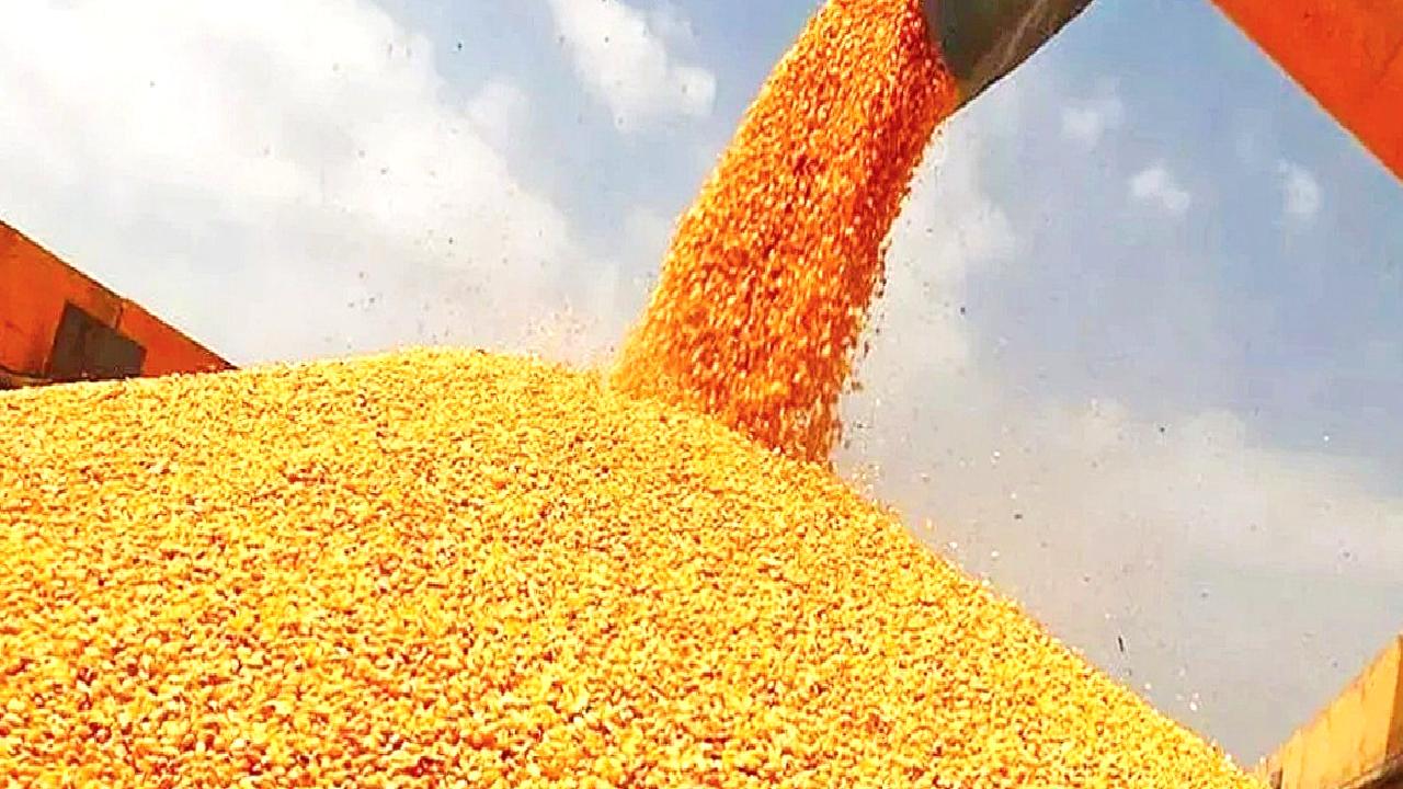 Mısır ithalatında tarife kontenjanı uygulamasının detayları, avantajları ve etkileri hakkında