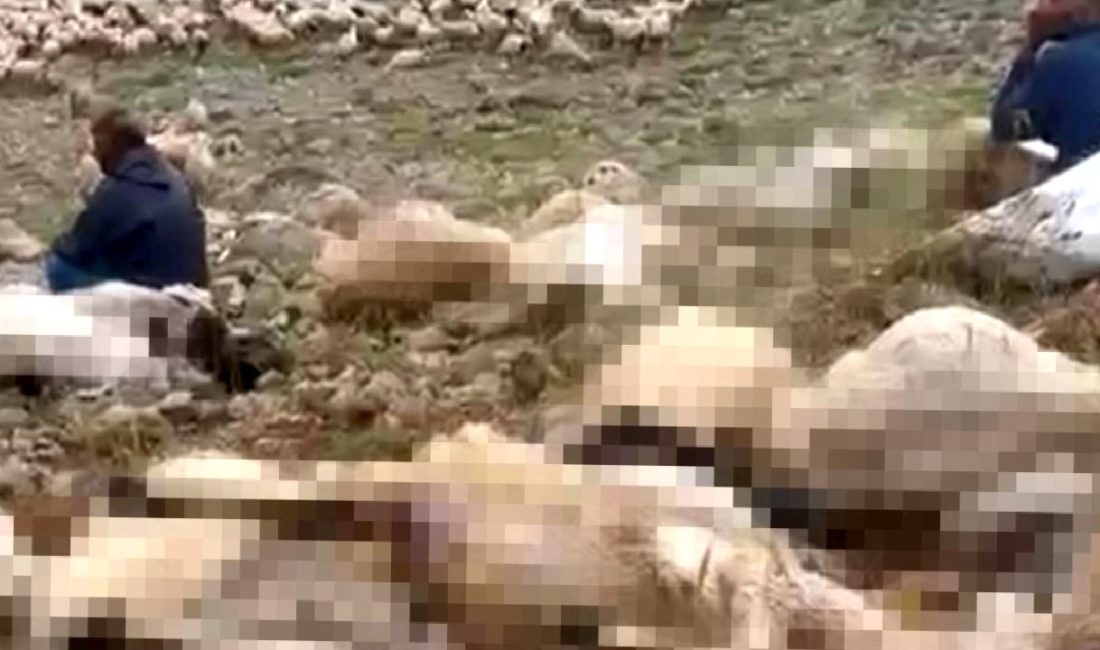 Ovacık’ta Yıldırım Sonucu 200 Küçükbaş Hayvan Telef Oldu Ovacık'ta yıldırım düşmesi sonucu 200 küçükbaş hayvan telef oldu. Detaylar