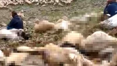 Ovacık'ta yıldırım düşmesi sonucu 200 küçükbaş hayvan telef oldu. Detaylar