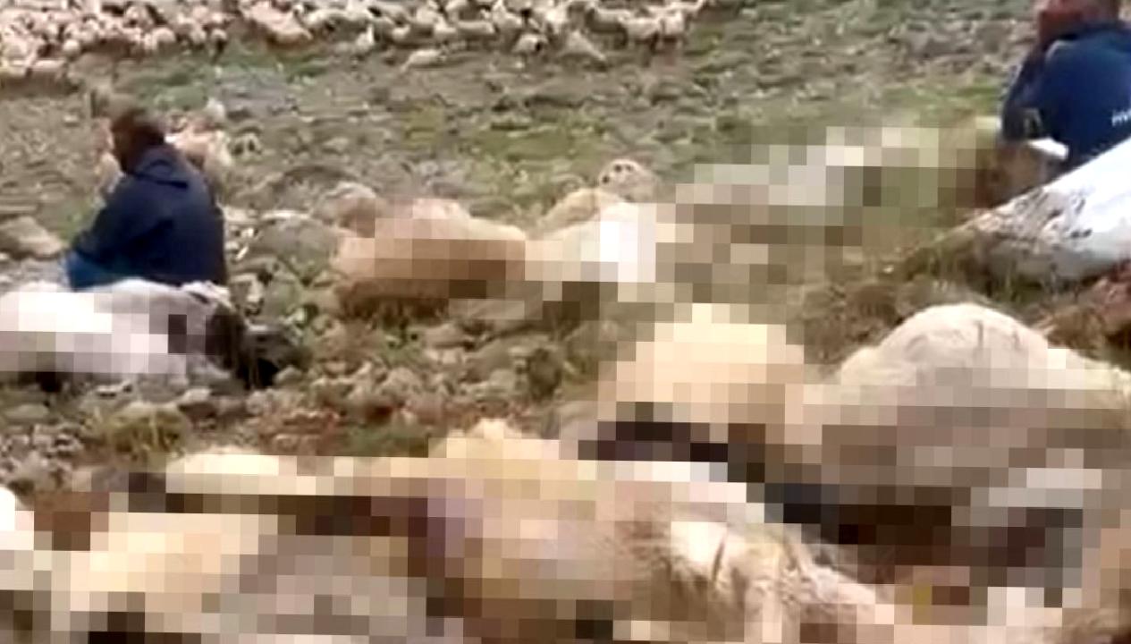 Ovacık'ta yıldırım düşmesi sonucu 200 küçükbaş hayvan telef oldu. Detaylar