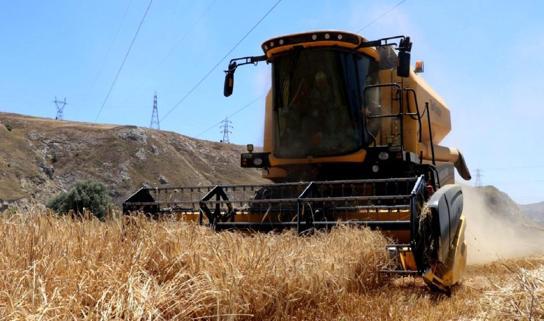 Rekor hasat dönemi başladı! Çiftçilerin yüzü güldü, rekor mahsuller bekleniyor.