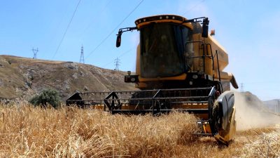 Rekor hasat dönemi başladı! Çiftçilerin yüzü güldü, rekor mahsuller bekleniyor.