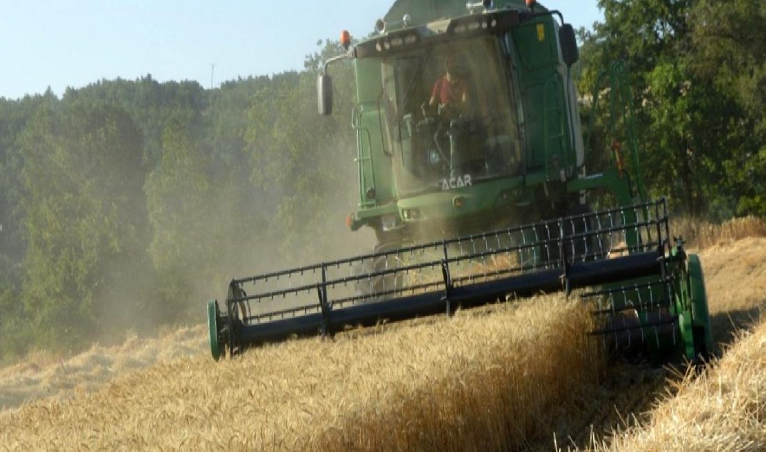 Samsun Havza’da 90 bin ton buğday rekoltesi bekleniyor Samsun Havza'da 90 bin ton buğday rekoltesi bekleniyor. Bu, bölgenin