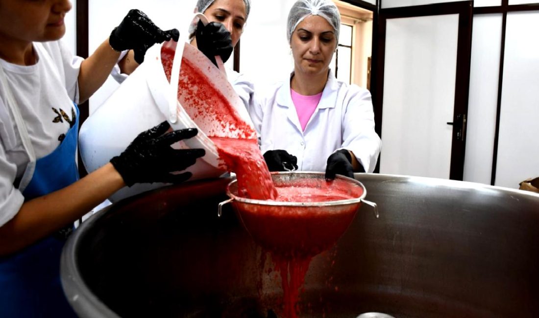 Tarlada kalan karpuzdan ürettiler, 25 kat daha fazla kazanç sağladılar Tarlada kalan karpuzlardan yeni ürünler üreterek 25 kat fazla kazanç