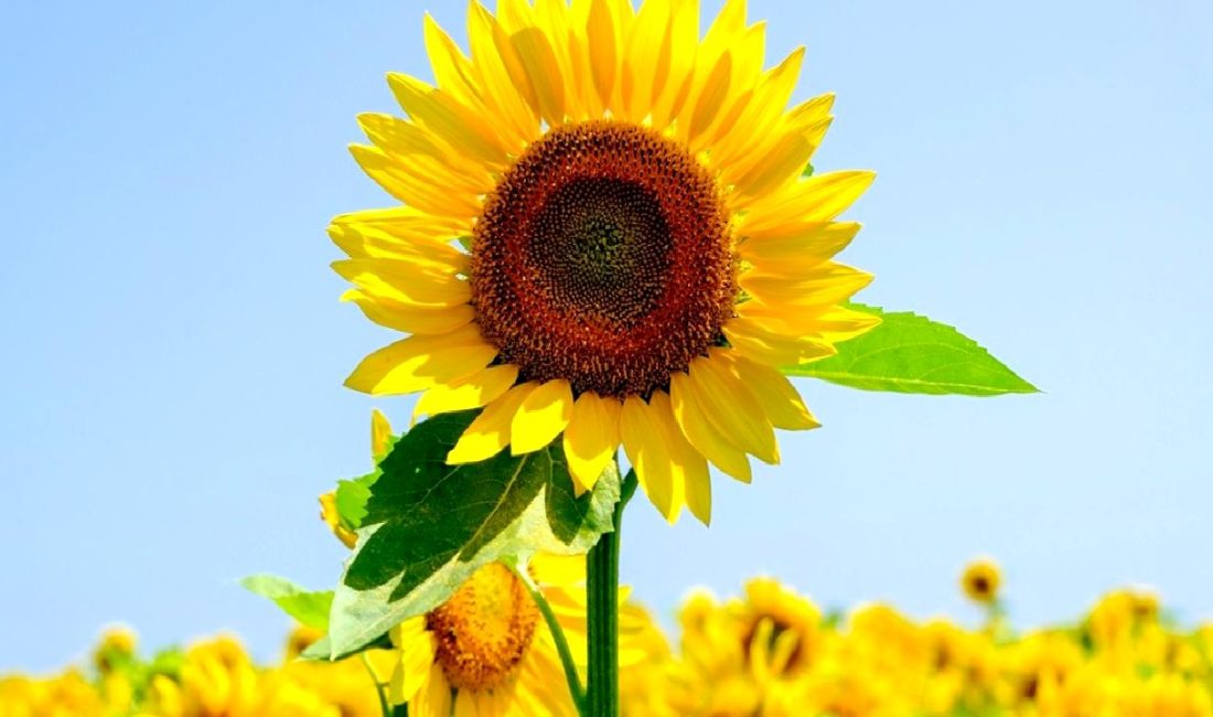 Ticaret Bakanlığı tebliği ile yağlık ayçiçeği tohumu ve ham ayçiçeği