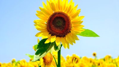 Ticaret Bakanlığı tebliği ile yağlık ayçiçeği tohumu ve ham ayçiçeği