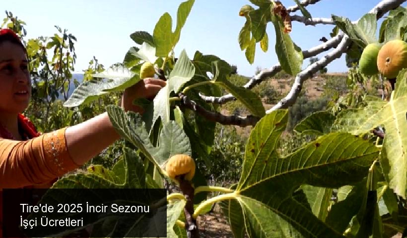 Tire'de 2025 İncir Sezonu İçin Yeni Ücret Düzenlemeleri