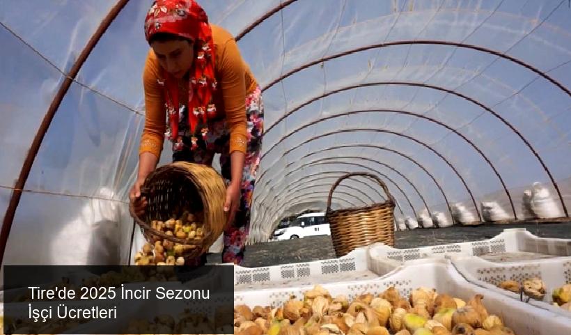 Tire'de 2025 İncir Sezonu İçin Yeni Ücret Düzenlemeleri