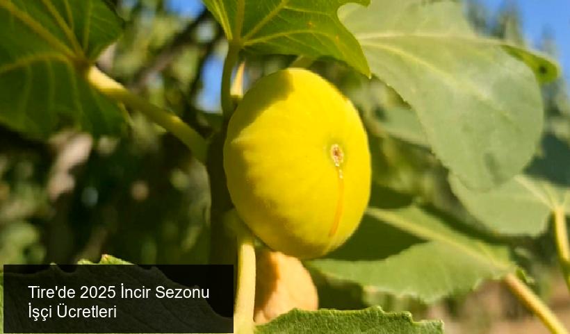 Tire'de 2025 İncir Sezonu İçin Yeni Ücret Düzenlemeleri