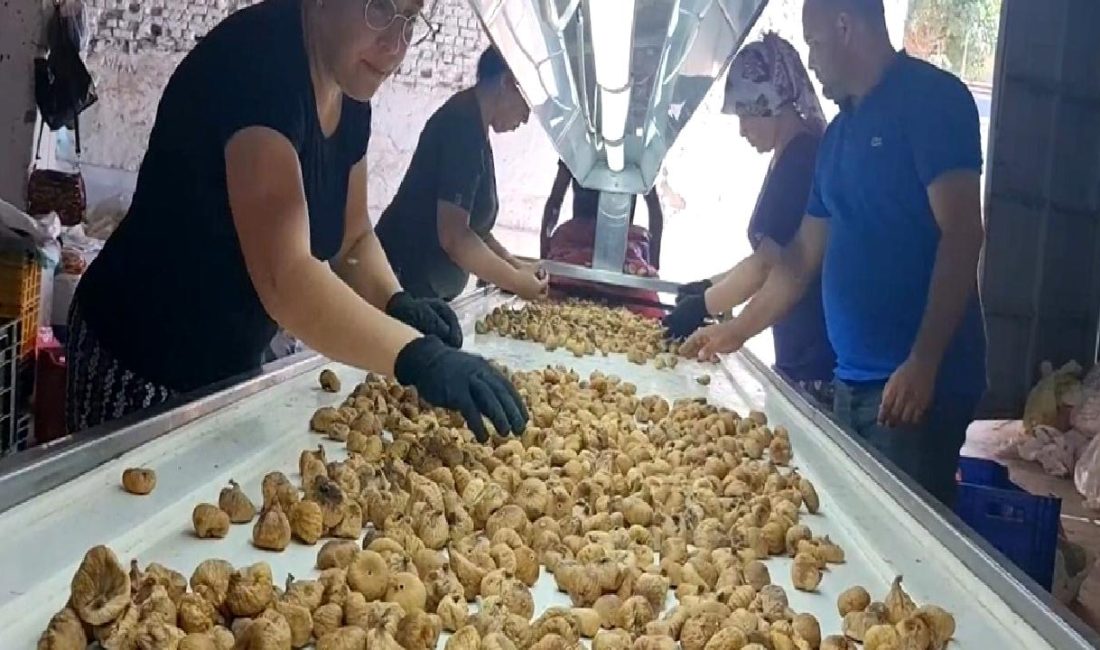 Tire’de 2025 İncir Sezonu İşçi Ücretleri Tire'de 2025 incir sezonu işçi ücretlerini keşfedin. Hasat dönemi kazançları