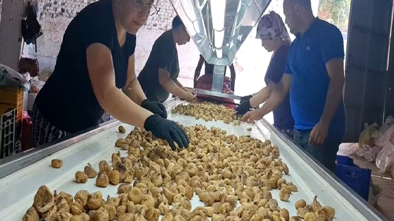 Tire'de 2025 incir sezonu işçi ücretlerini keşfedin. Hasat dönemi kazançları