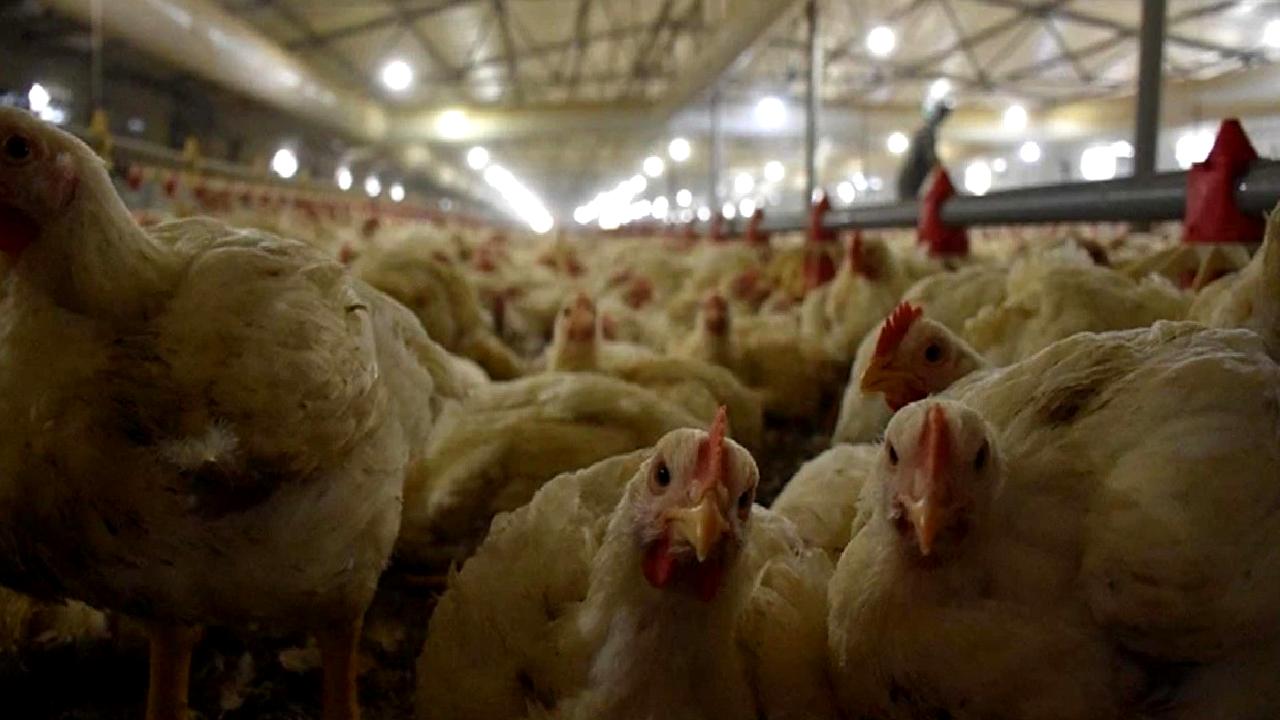 Türkiye Mayıs 2025 kümes hayvancılığı üretim verileri açıklandı. Güncel bilgiler