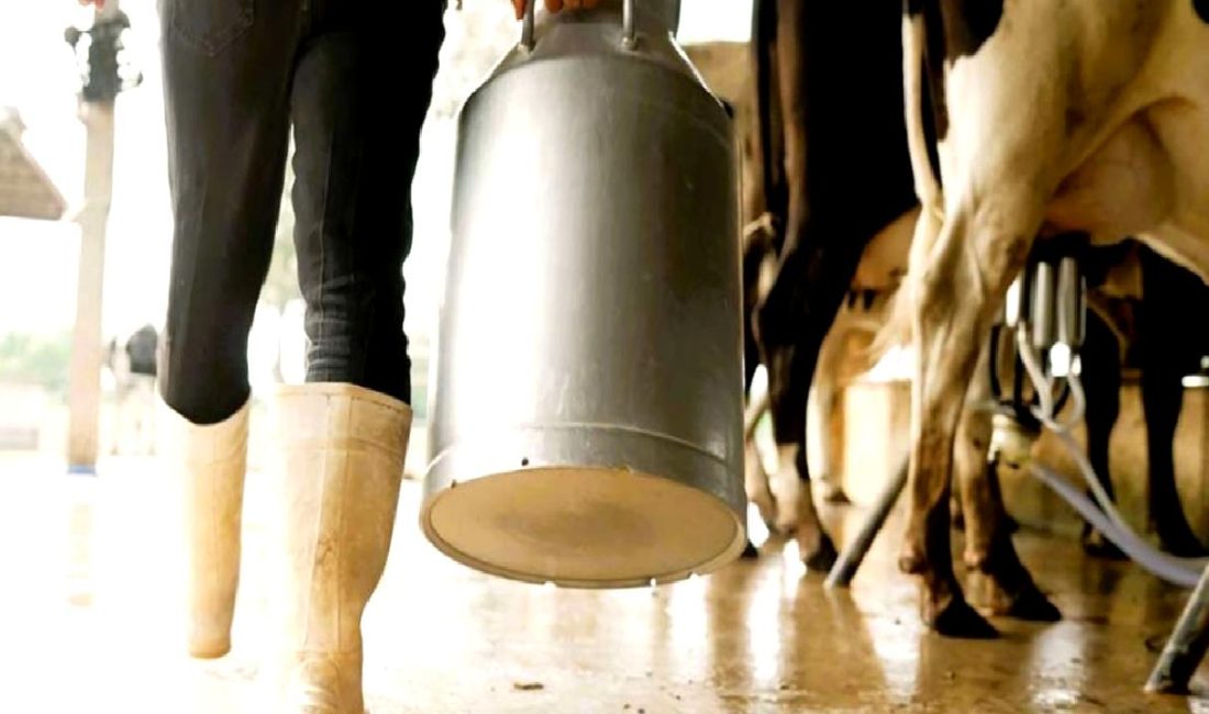 Türkiye Mayıs 2025 Süt ve Süt Ürünleri Üretim İstatistikleri Türkiye Mayıs 2025 süt ve süt ürünleri üretim istatistikleri, güncel