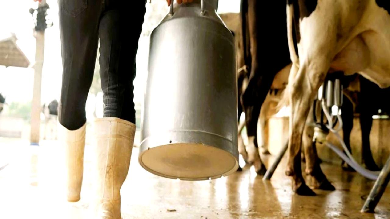 Türkiye Mayıs 2025 süt ve süt ürünleri üretim istatistikleri, güncel