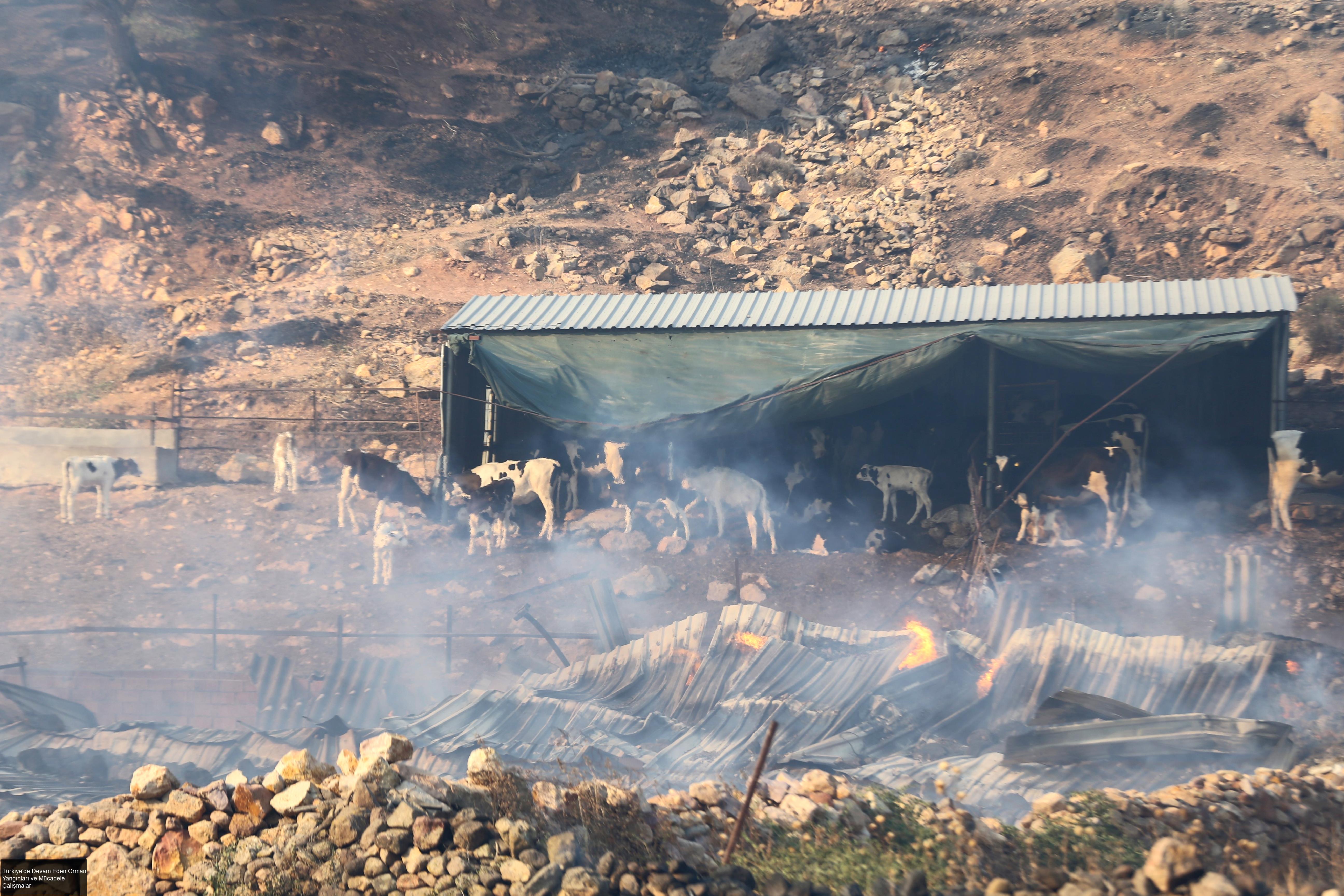 Türkiye'de Devam Eden Orman Yangınları ve Mücadele Çalışmaları
