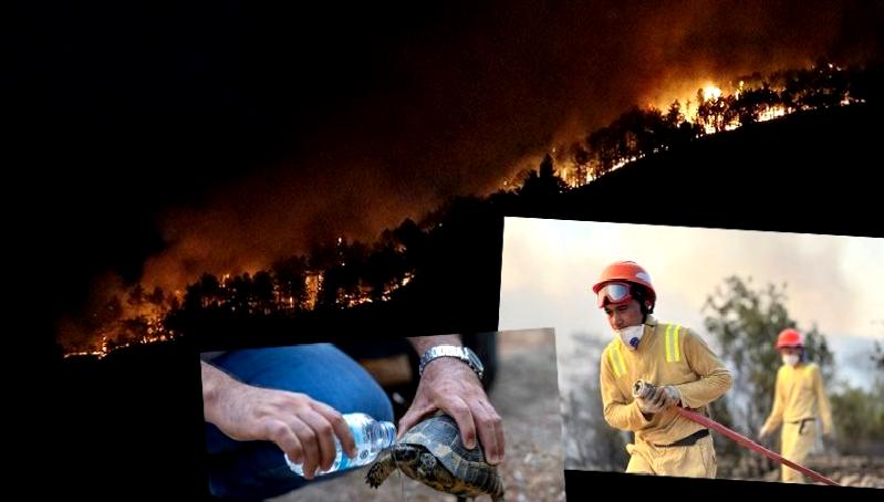 Türkiye'de orman yangınlarının güncel durumu ve mücadele yöntemleri hakkında detaylı