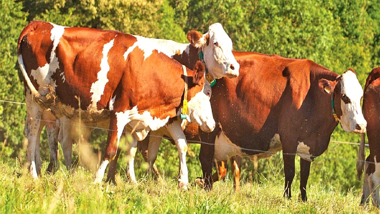 Türkiye'de şap hastalığının güncel durumu ve tarım sektörüne etkileri hakkında
