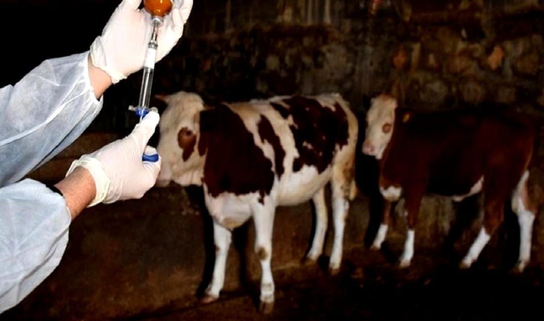 Türkiye’de Şap Hastalığıyla Mücadele ve Güncel Durumlar Türkiye'de şap hastalığıyla mücadele güncel durumu, önleme yöntemleri ve etkileri
