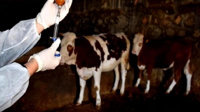 Türkiye'de şap hastalığıyla mücadele güncel durumu, önleme yöntemleri ve etkileri