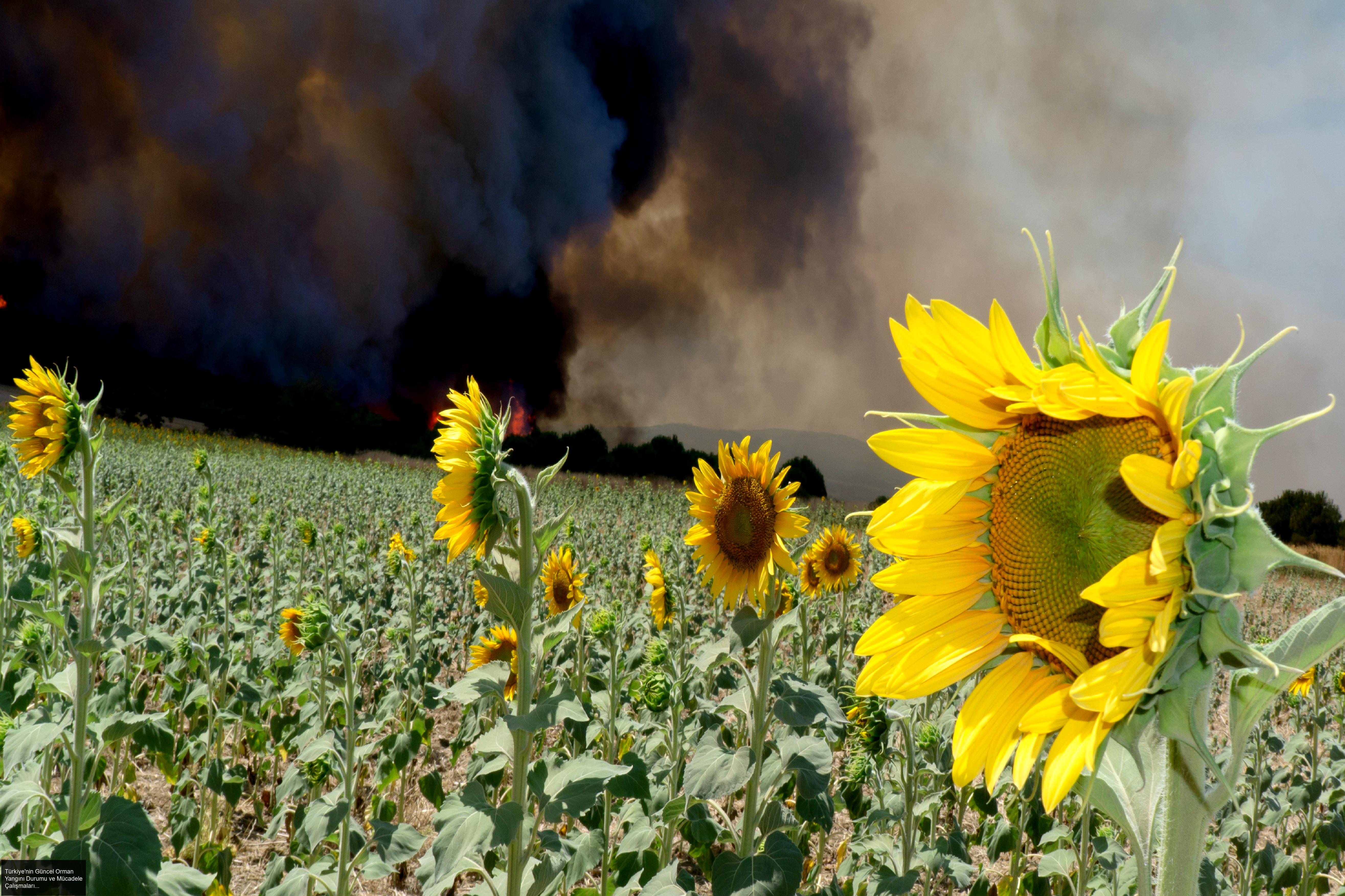 Yangının Nedenleri ve Müdahale Çalışmaları