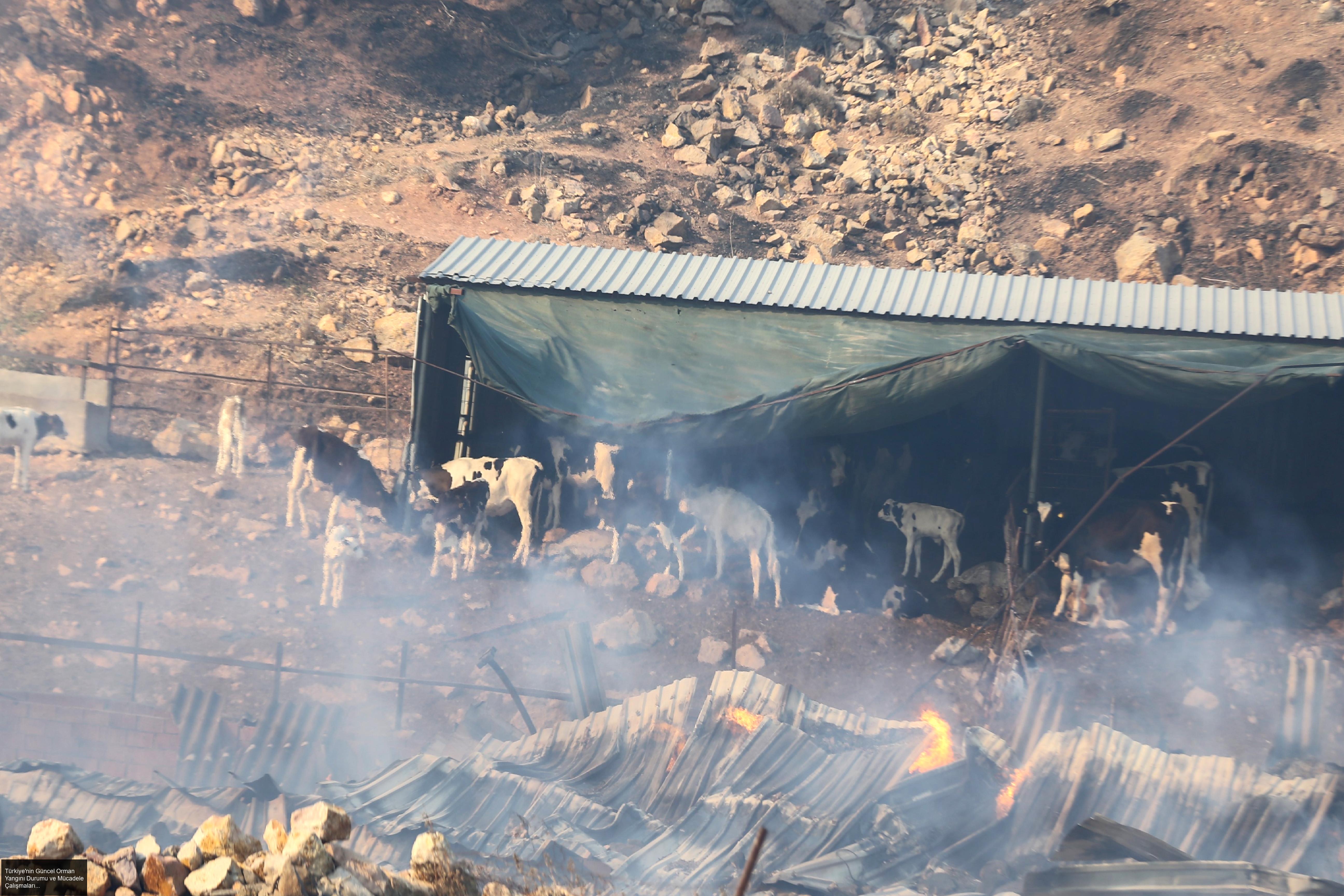 Türkiye'nin Güncel Orman Yangını Durumu ve Mücadele Çalışmaları