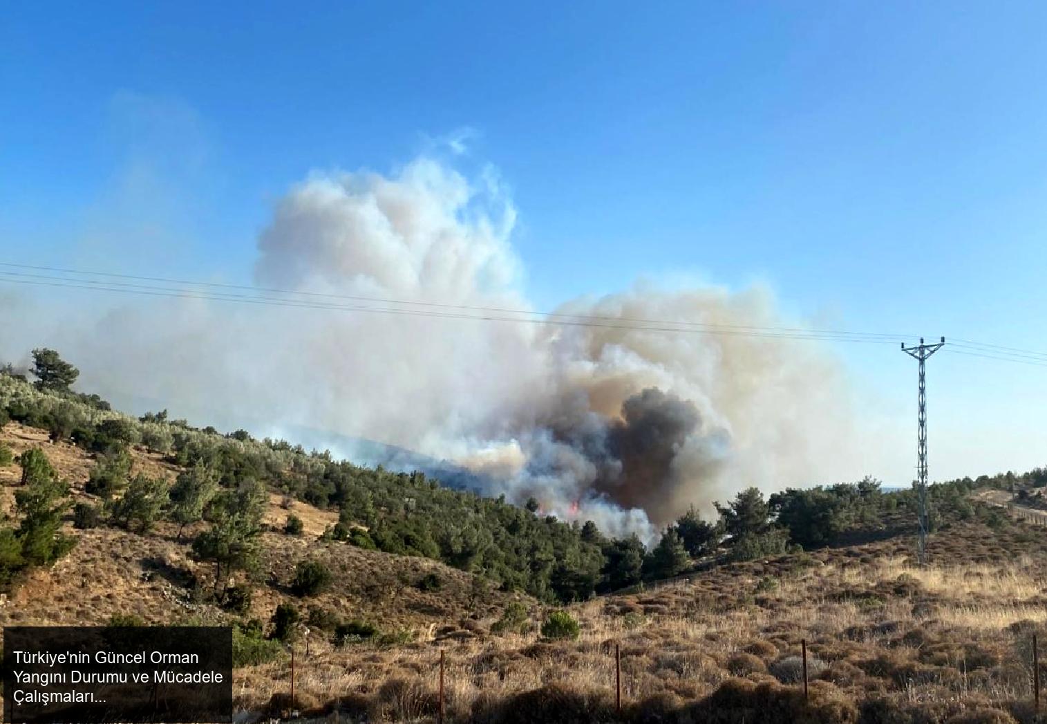Türkiye'nin Güncel Orman Yangını Durumu ve Mücadele Çalışmaları