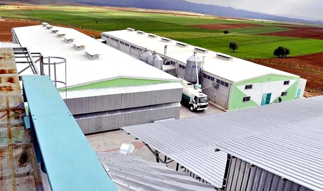 Yumurta firmasına kayyum atandı. Firmanın mali sorunları nedeniyle alınan bu